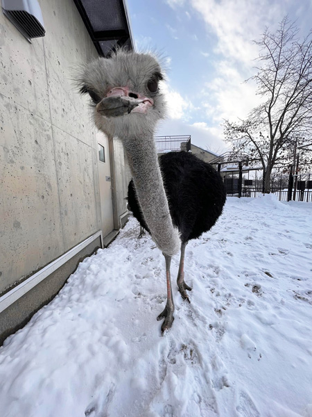 オスのダチョウ「ライフル」/旭川市旭山動物園(北海道)