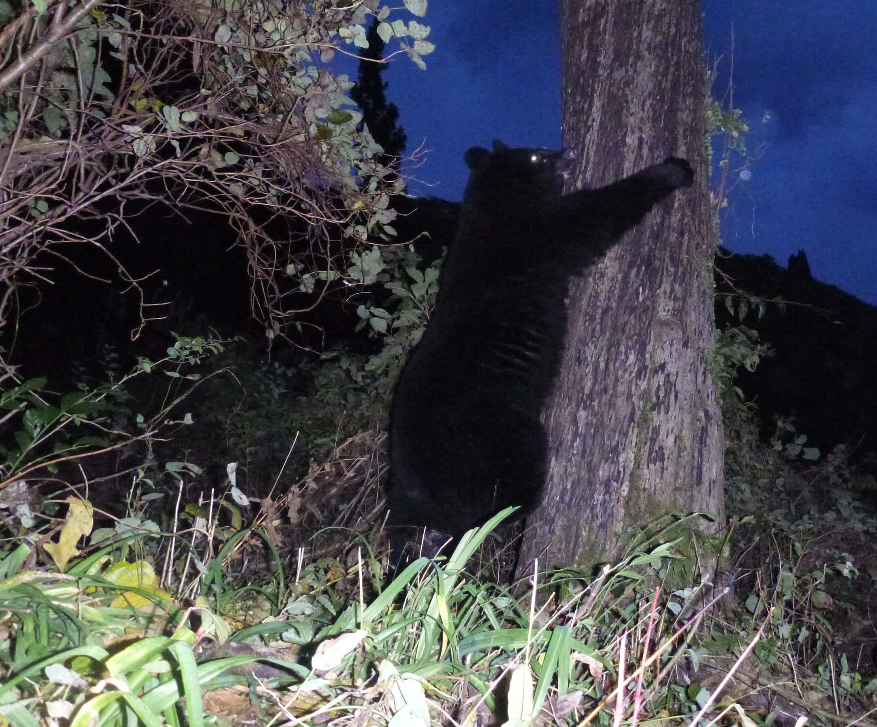 クマの調査