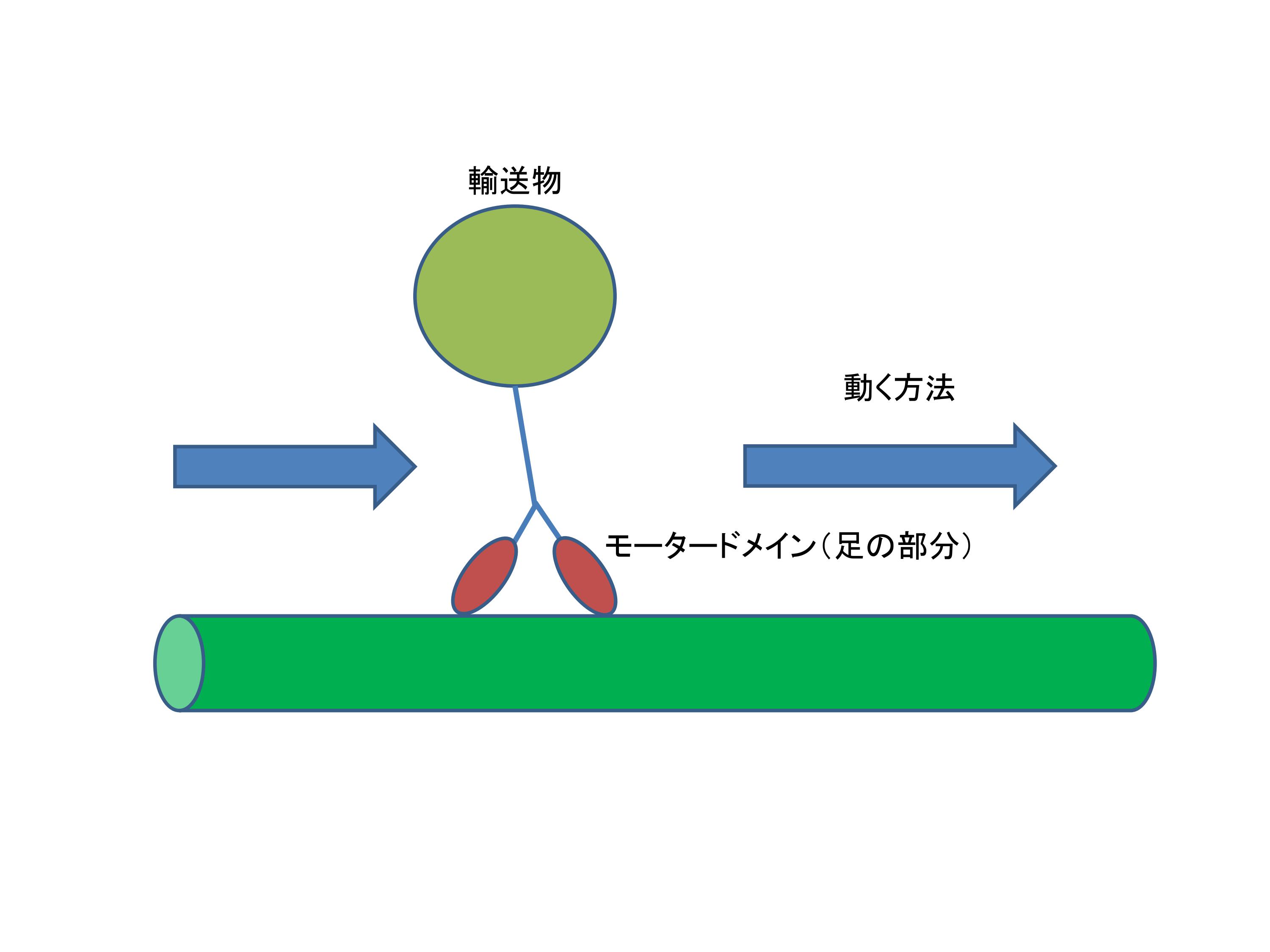 キネシンタンパク