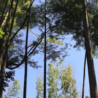 千葉県夷隅郡大多喜町田代の売買物件/見上げると木々の奥に青空が。夜には満天の星です