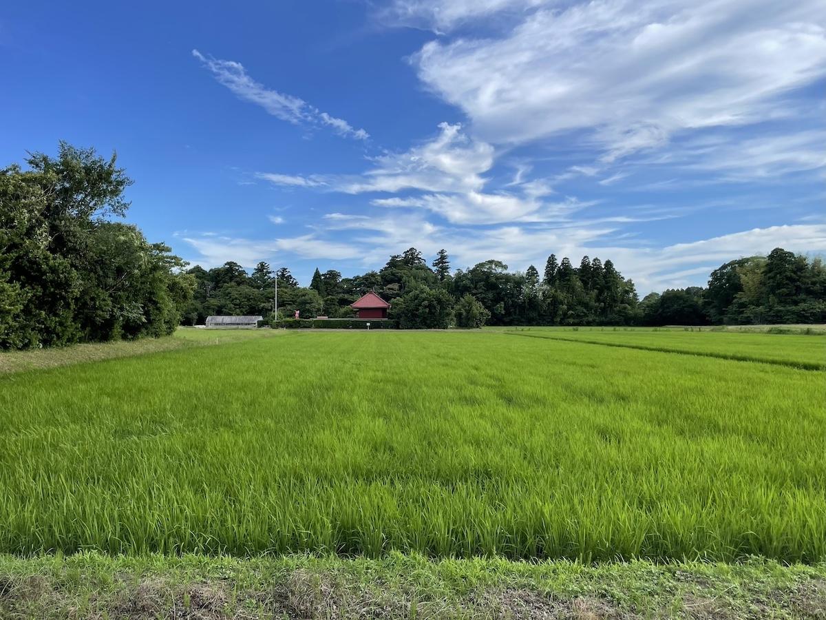 茂原市七渡の売買物件/横の田んぼが緑の時はさらに楽しみになりそうです。