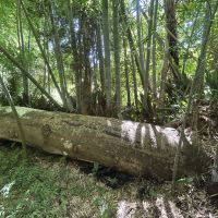 千葉県いすみ市若山の売買物件/大きな木が倒れていて木の先端へと目線を移すと。。。