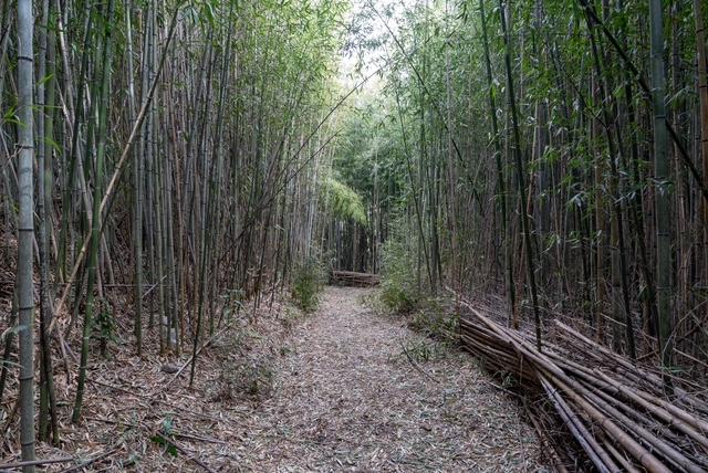 千葉県富津市花香谷の売買物件/この竹林の先に
