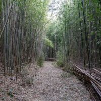 千葉県富津市花香谷の売買物件/この竹林の先に
