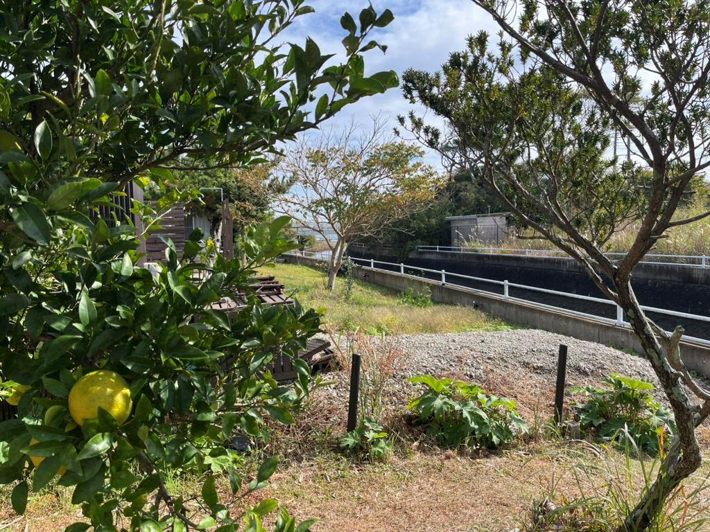 千葉県長生郡一宮町東浪見の売買物件/柑橘の木の間から波チェック。ちなみにこの柑橘、オーナーさんから１つ頂いたのですがとても美味しいです