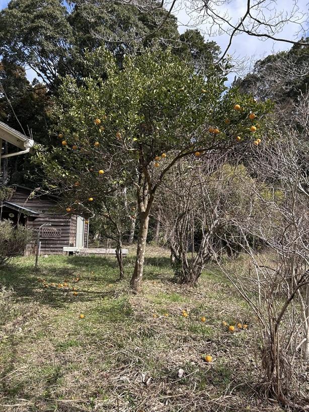 千葉県八街市根古谷の売買物件/庭には柑橘類、枇杷、キウイ、ブルーベリーなど。