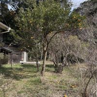 千葉県八街市根古谷の売買物件/庭には柑橘類、枇杷、キウイ、ブルーベリーなど。