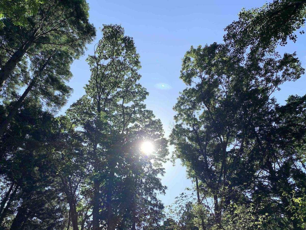 千葉県いすみ市岬町椎木の売買物件/空を見上げると、木々に覆われた景色が広がります。
