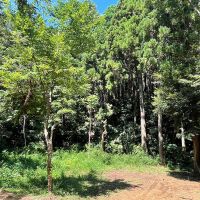 千葉県いすみ市岬町椎木の売買物件