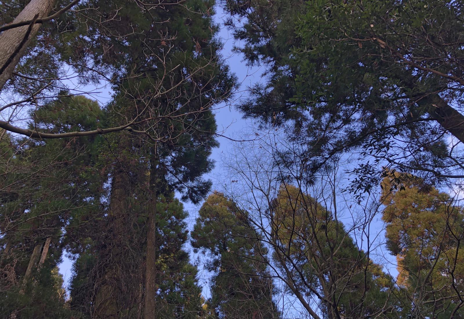 森林浴が気持ちいい