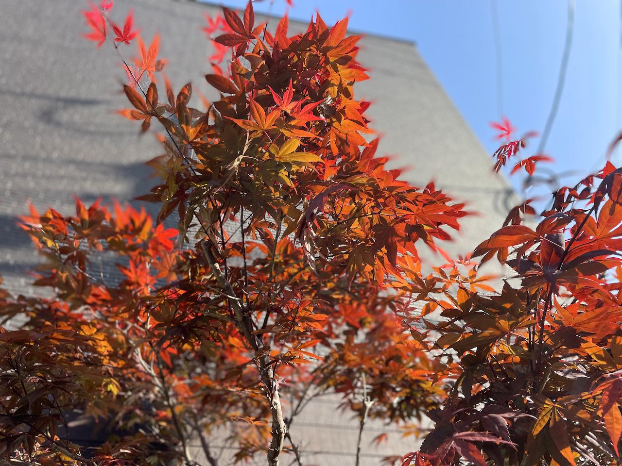 敷地内には、春紅葉。