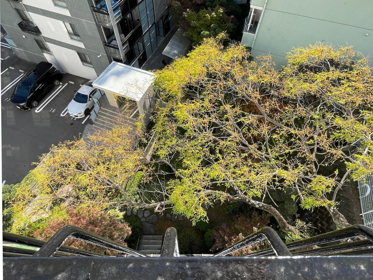 福岡市中央区平尾浄水町の賃貸物件/バルコニーから下を見るとセンダンの木が見えます。木を上から見るのも良いね。
