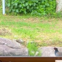 糸島市二丈吉井の賃貸物件/たまにキジが遊びにきたりします。