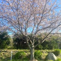 糸島市二丈吉井の賃貸物件/春には4種類の桜が順に咲きます