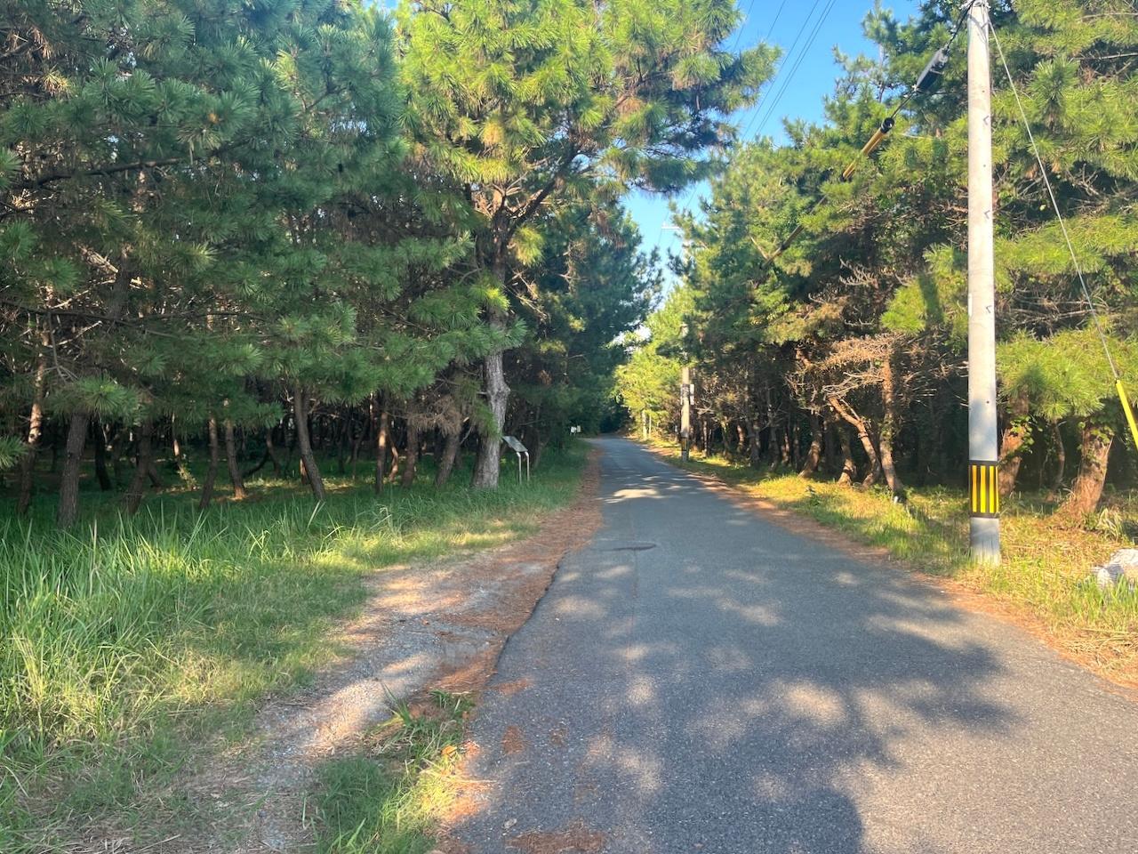 宗像市神湊の売買物件/周辺にも松林が。建物までのアプローチにもワクワクします。