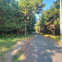 宗像市神湊の売買物件/周辺にも松林が。建物までのアプローチにもワクワクします。