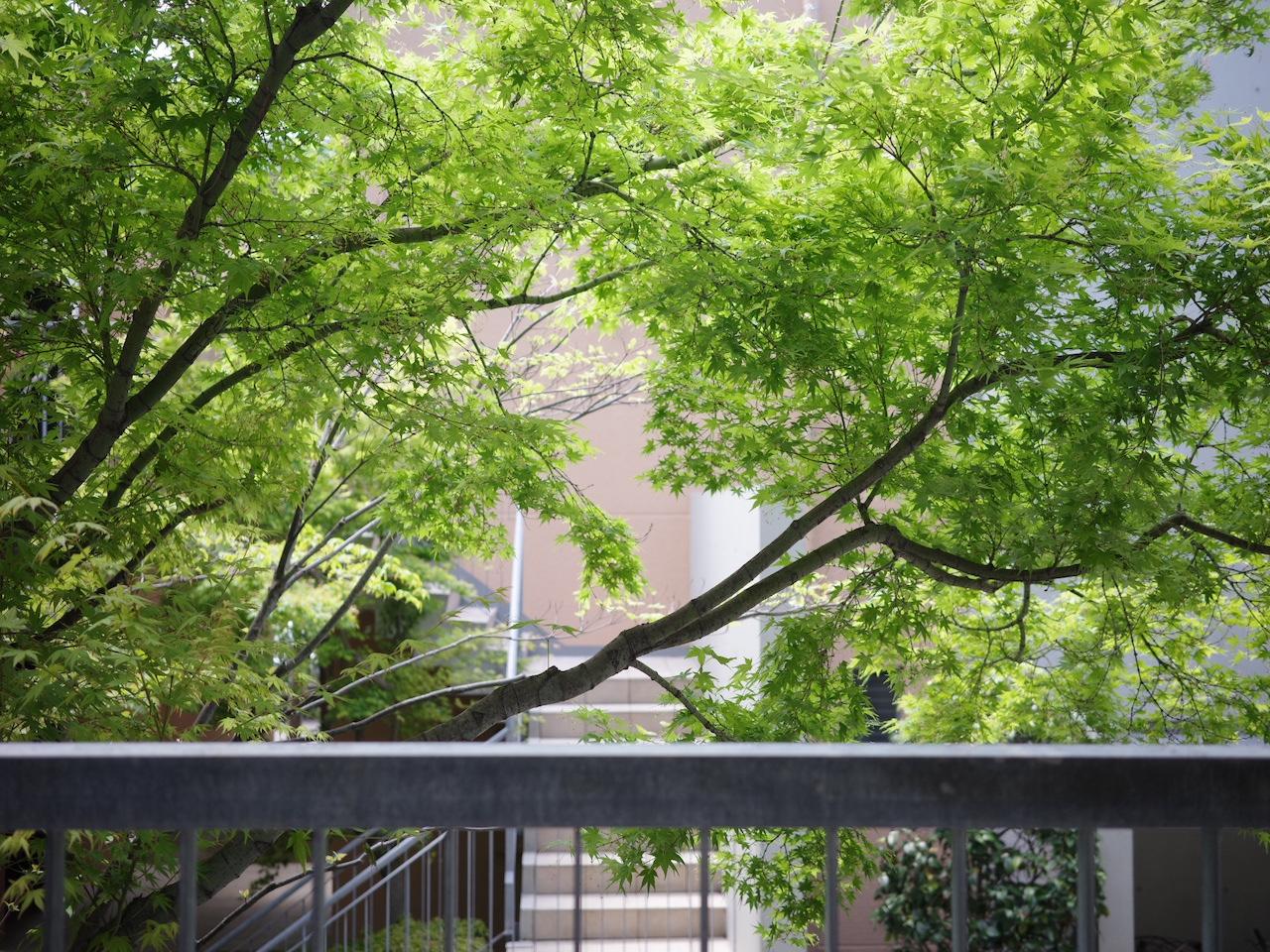 福岡市西区小戸の賃貸物件/秋にはこのモミジが色づき、景色がまたぐっと変わっていきます。