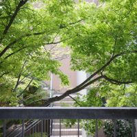 福岡市西区小戸の賃貸物件/秋にはこのモミジが色づき、景色がまたぐっと変わっていきます。