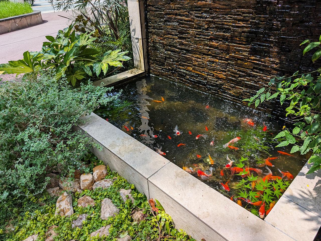 福岡市博多区博多駅前の賃貸物件/入口では金魚が元気に泳いでいました。
