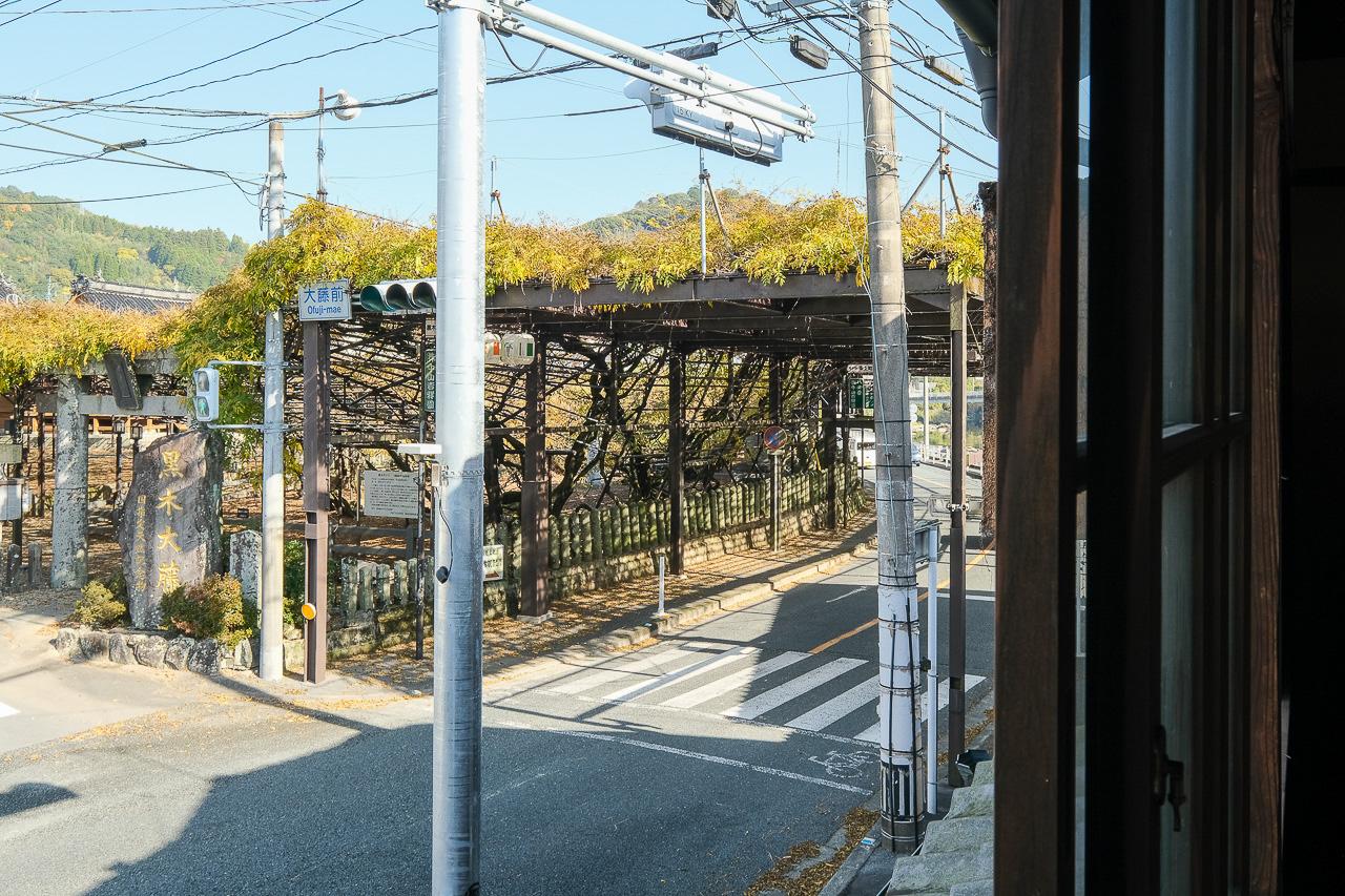 八女市黒木町黒木字上黒木の売買物件/窓のすぐ向こうに、黒木の大藤。