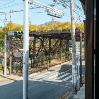 八女市黒木町黒木字上黒木の売買物件/窓のすぐ向こうに、黒木の大藤。