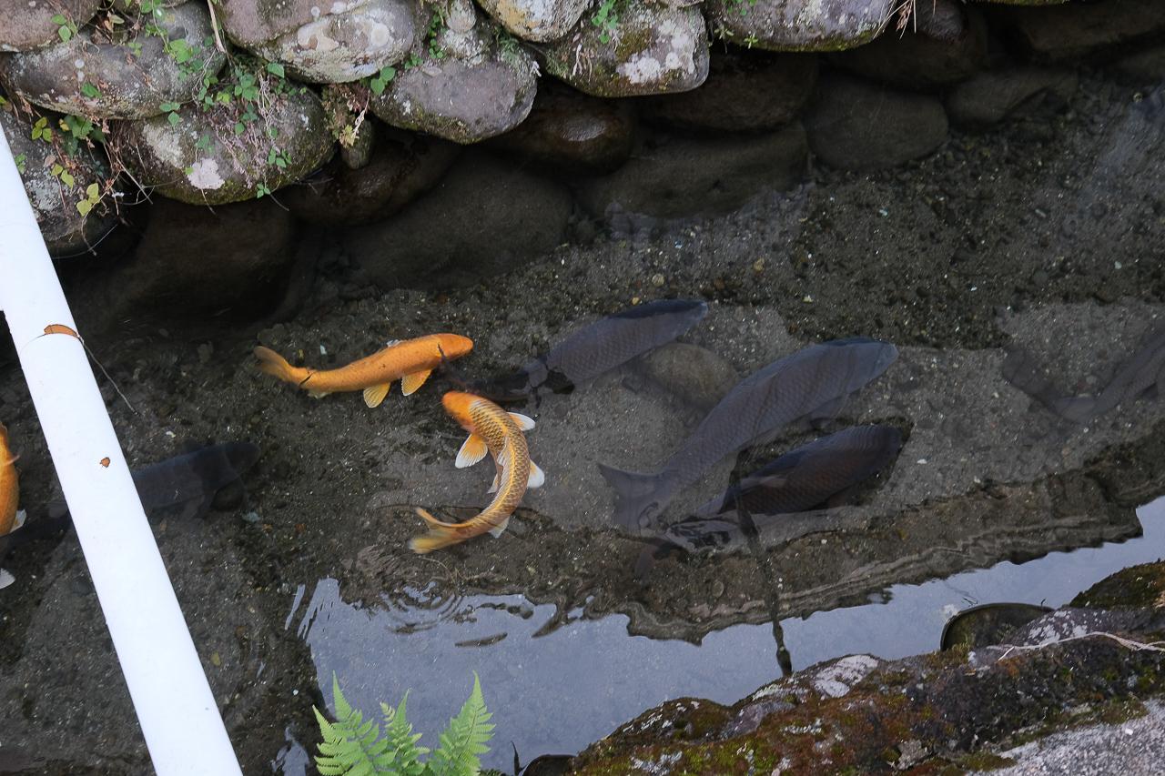 八女市黒木町黒木字上黒木の売買物件/水路には、鯉の姿。