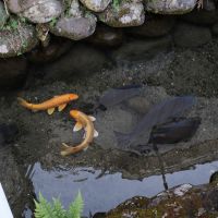 八女市黒木町黒木字上黒木の売買物件/水路には、鯉の姿。