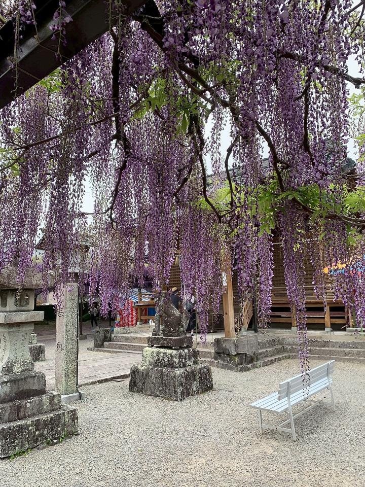 八女市黒木町黒木字上黒木の売買物件/見頃の時期には、多くの人が足を運びます。