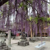 八女市黒木町黒木字上黒木の売買物件/見頃の時期には、多くの人が足を運びます。