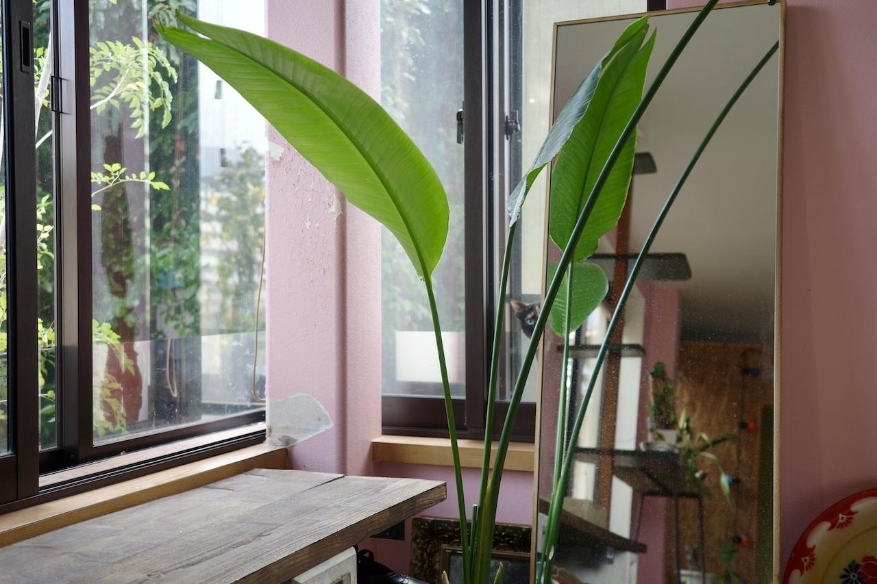 福岡県筑紫野市美しが丘南の売買物件/緑はいきいき。猫ちゃんもちらり。