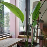 福岡県筑紫野市美しが丘南の売買物件/緑はいきいき。猫ちゃんもちらり。