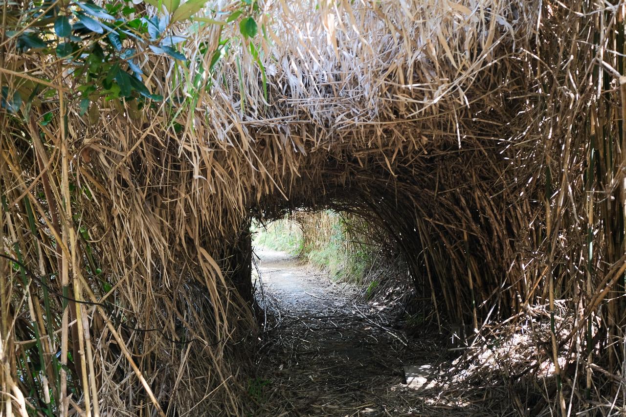 福岡市西区宮浦の売買物件/途中には緑のトンネル。