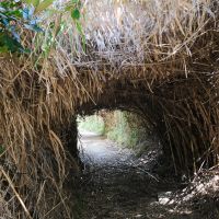 福岡市西区宮浦の売買物件/途中には緑のトンネル。