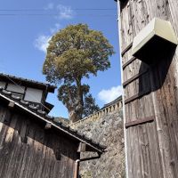 福岡市西区大字宮浦の賃貸物件/玄関を出て、ふと見上げると、御神木。ありがたや、ありがたや。