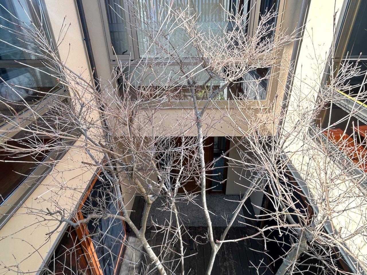 福岡市中央区福浜の売買物件/どこにいても、中庭の木々が視線に入るつくりです。