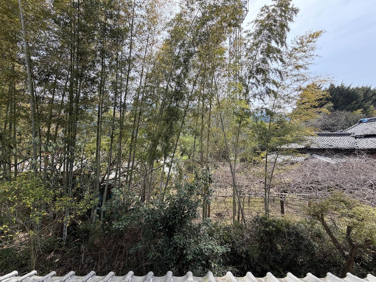 福岡県久留米市草野町の賃貸物件/窓からは立派な竹たち。竹は隣の方の敷地になります。