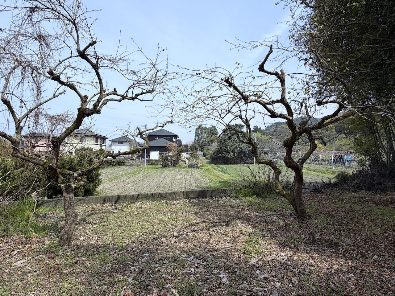 福岡県久留米市草野町の賃貸物件/2本の柿の木。秋には食べ放題です。
