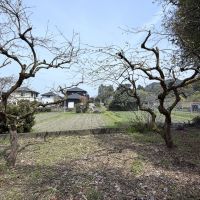 福岡県久留米市草野町の賃貸物件/2本の柿の木。秋には食べ放題です。