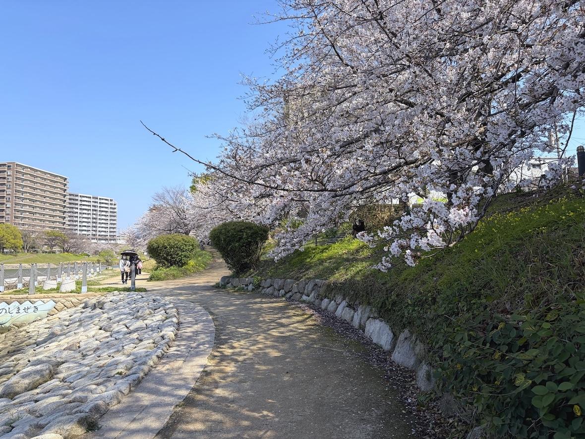 福岡市南区大楠の賃貸物件/近くには、那珂川の河川敷のお散歩コース。春には桜が満開です。