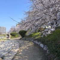 福岡市南区大楠の賃貸物件/近くには、那珂川の河川敷のお散歩コース。春には桜が満開です。