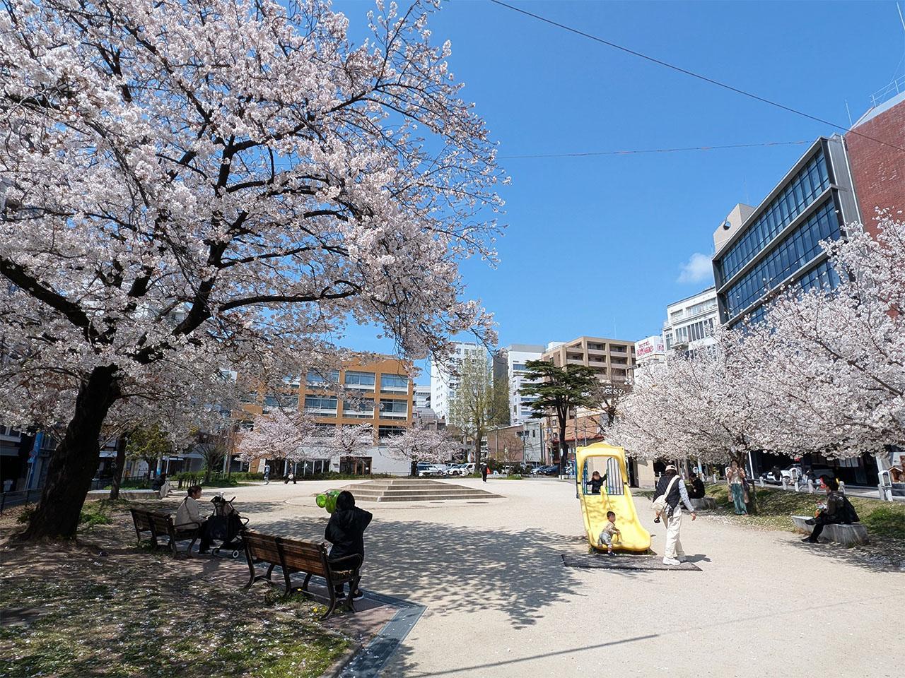 福岡市中央区今泉の賃貸物件/桜がとってもきれい。