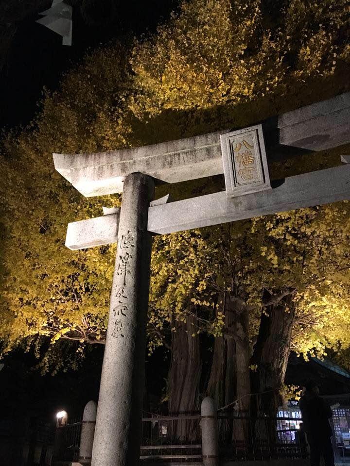 秋が深まると色づく二日市八幡宮の公孫樹