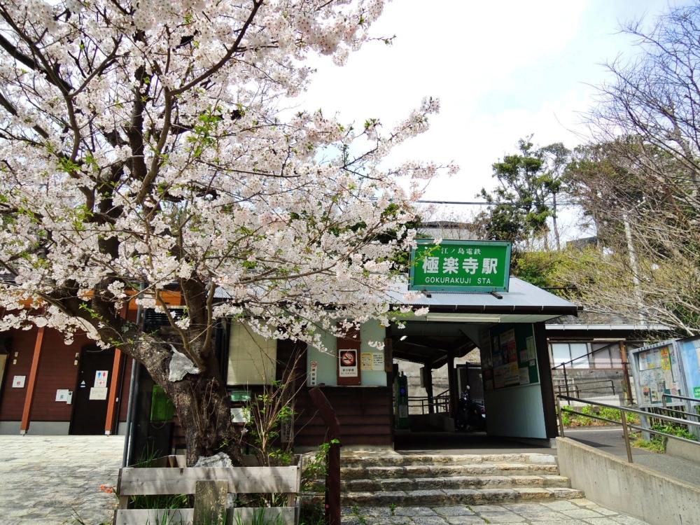 極楽寺駅までは桜を見ながら