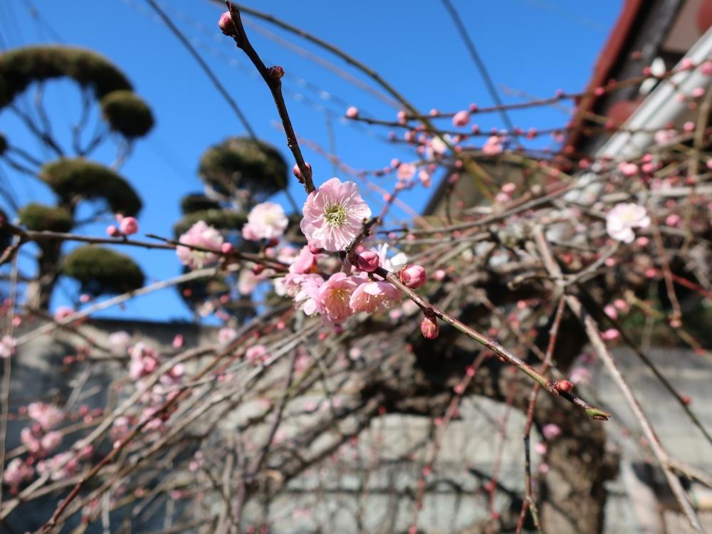 玄関先|梅の木に花が咲きます