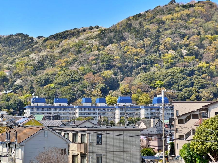 葉山町一色の売買物件/外観を遠くから望む｜青い頭の守護神が整列しているかのよう