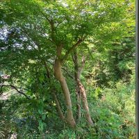 鎌倉市山ノ内の賃貸物件/夏の様子。窓の外はすぐに森の緑