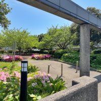 鎌倉市由比ガ浜二丁目の賃貸物件/マンションの隣の公園｜こじんまりした公園ですがツツジが満開でした