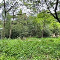 鎌倉市長谷三丁目の売買物件/ステージ3から住宅地側を望む｜樹々が緑のベールになって目隠ししてくれています