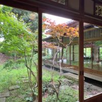 葉山町下山口の売買物件/縁側から庭を望む｜もみじの木が凛と伸びています
