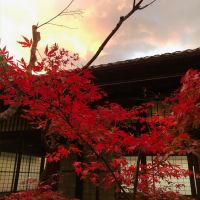 葉山町下山口の売買物件/紅葉と母屋（写真はオーナー提供）